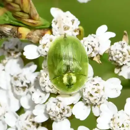 Foto von  (Cassida prasina)