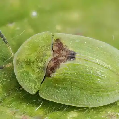 Foto von  (Cassida rubiginosa)