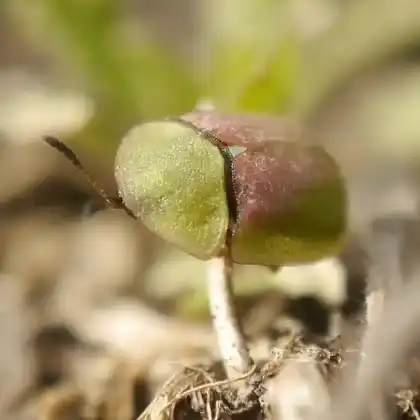 Foto von  (Cassida rufovirens)