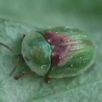 Foto von  (Cassida sanguinolenta)