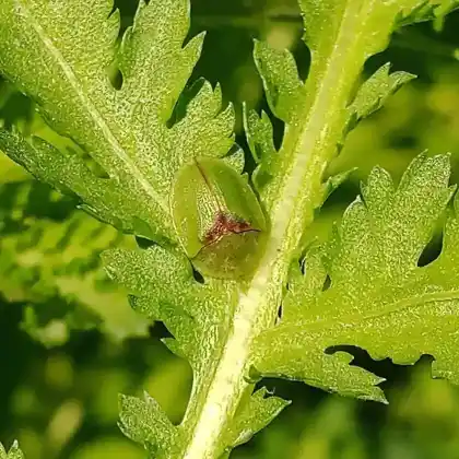Foto von  (Cassida sanguinosa)