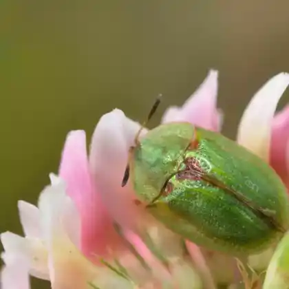 Foto von  (Cassida stigmatica)