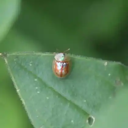 Foto von  (Cassida subreticulata)