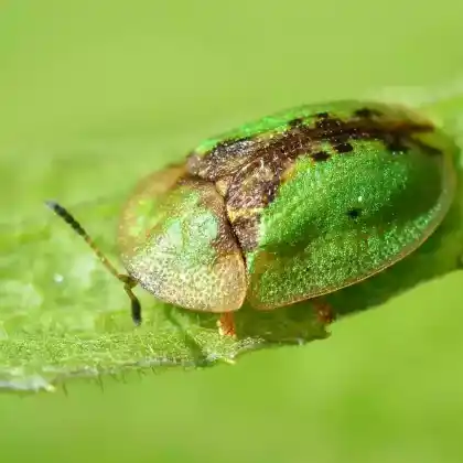 Foto von  (Cassida vibex)