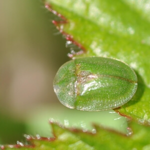 Grüner Schildkäfer