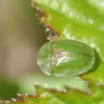 Foto von Grüner Schildkäfer (Cassida viridis)