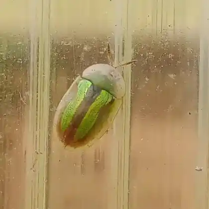 Foto von  (Cassida vittata)