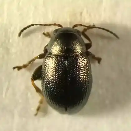 Foto von  (Chaetocnema aridula)