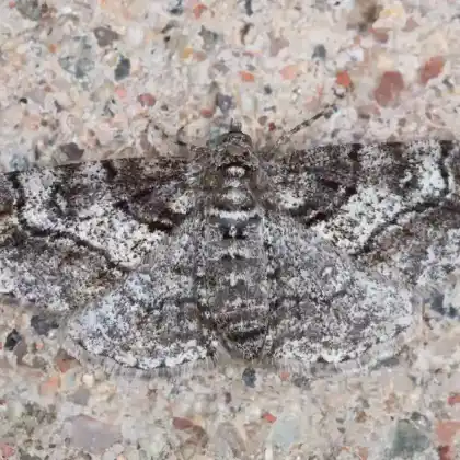Foto von Ringelfleck-Baumspanner (Cleora cinctaria)