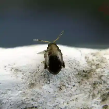 Foto von  (Chaetocnema concinna)