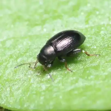 Foto von  (Chaetocnema hortensis)