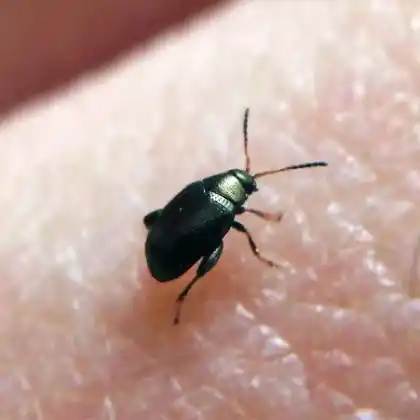 Foto von  (Chaetocnema semicoerulea)