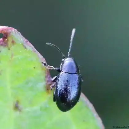 Foto von  (Chaetocnema subcoerulea)