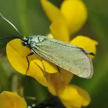Foto von Sonnenröschen-Grünwidderchen (Adscita geryon)
