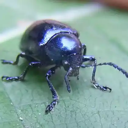 Foto von  (Chrysochus asclepiadeus)