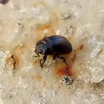 Foto von  (Chrysolina analis)