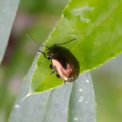 Foto von  (Chrysolina aurichalcea)