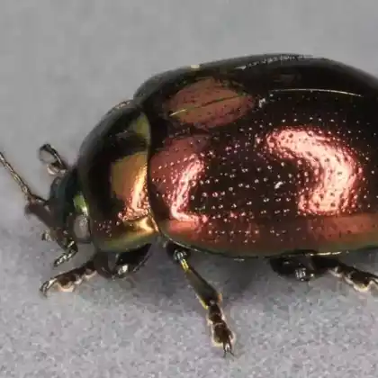 Foto von  (Chrysolina brunsvicensis)