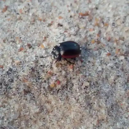 Foto von  (Chrysolina carnifex)