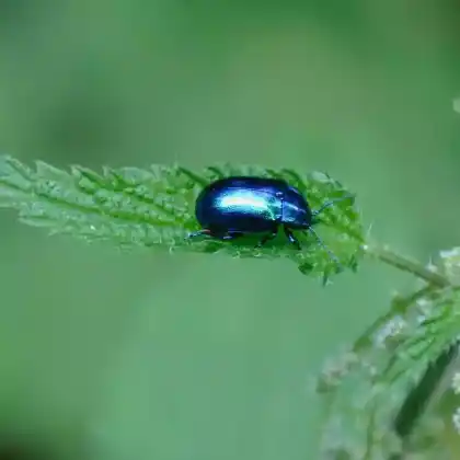 Foto von  (Chrysolina coerulans)