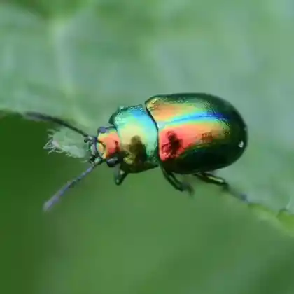 Foto von Ovaläugiger Blattkäfer (Chrysolina fastuosa)