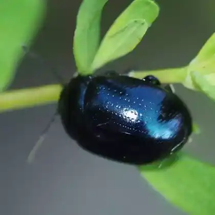 Foto von  (Chrysolina geminata)