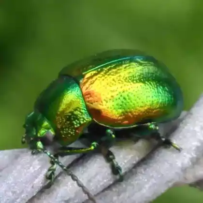 Foto von  (Chrysolina graminis)