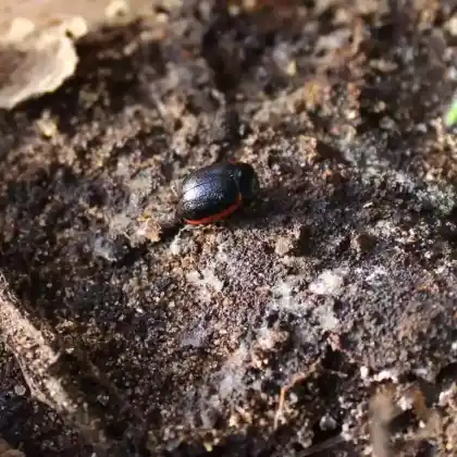 Foto von  (Chrysolina gypsophilae)