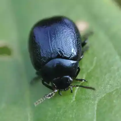 Foto von  (Chrysolina haemoptera)
