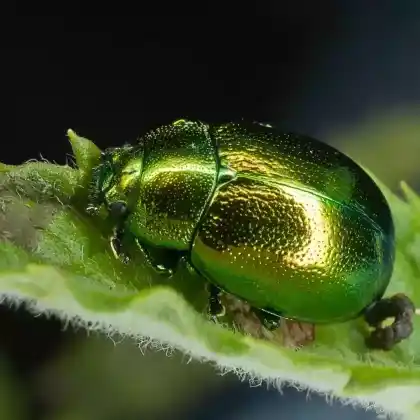 Foto von  (Chrysolina herbacea)