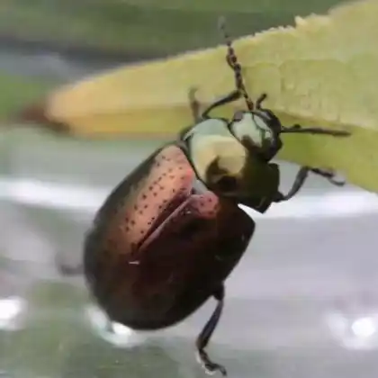 Foto von  (Chrysolina hyperici)