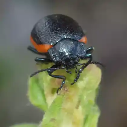 Foto von  (Chrysolina kuesteri)