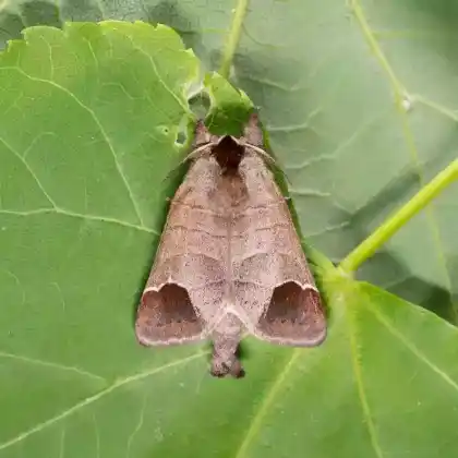 Foto von Erpelschwanz-Rauhfußspinner (Clostera curtula)
