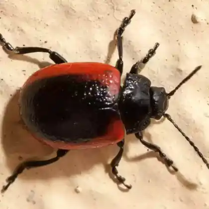 Foto von  (Chrysolina limbata)