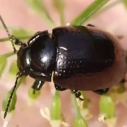 Foto von  (Chrysolina oricalcia)