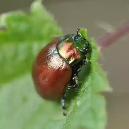 Foto von Geglätteter Blattkäfer (Chrysolina polita)