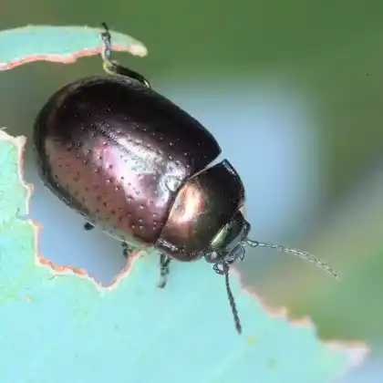 Foto von  (Chrysolina quadrigemina)