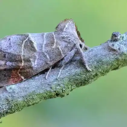 Foto von Kleiner Rauhfußspinner (Clostera pigra)