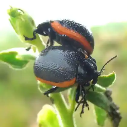 Foto von  (Chrysolina sanguinolenta)
