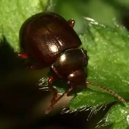 Foto von  (Chrysolina staphylaea)