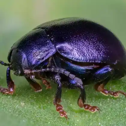 Foto von  (Chrysolina sturmi)