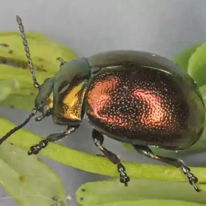 Foto von Johanniskraut-Blattkäfer (Chrysolina varians)