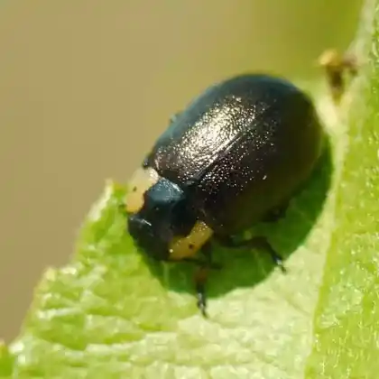 Foto von  (Chrysomela collaris)