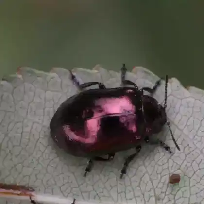 Foto von  (Chrysomela cuprea)