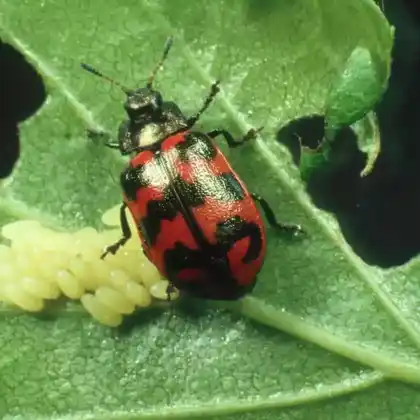 Foto von  (Chrysomela lapponica)