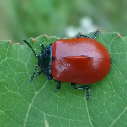 Foto von Großer Pappelblattkäfer (Chrysomela populi)