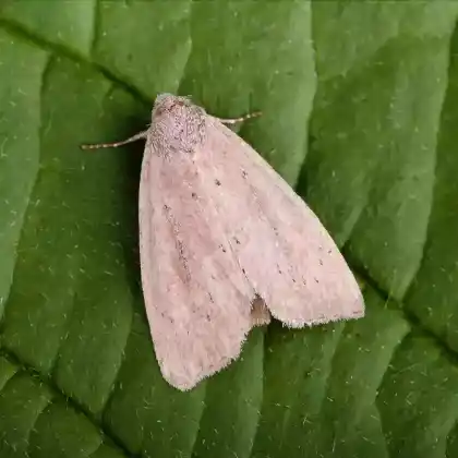 Foto von Rötliche Binsenstengeleule (Coenobia rufa)