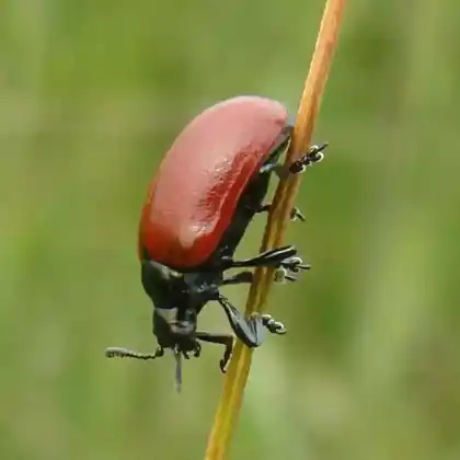 Foto von  (Chrysomela saliceti)