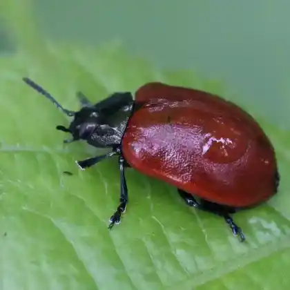 Foto von  (Chrysomela tremula)