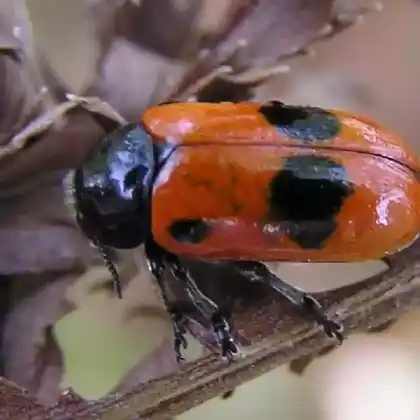 Foto von  (Clytra laeviuscula)